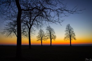 Trees II
